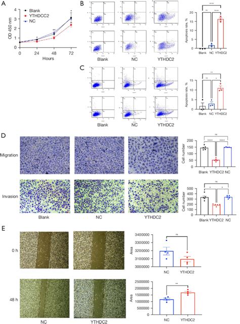 The Overexpression Of Ythdc Inhibits The Proliferation Migration And