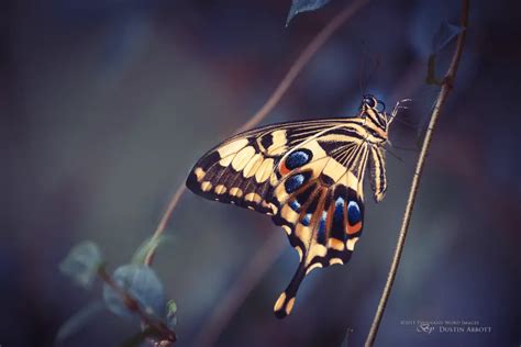 Old World Swallowtail - DustinAbbott.net