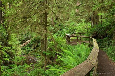 Quinault Rainforest Olympic National Park Washington National Parks Olympic National Park