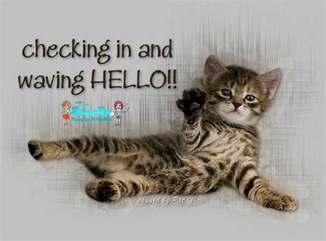 Checking In To Say Hello Cute Funny Animals Cat Quotes Funny Cats