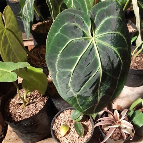 Jual Tanaman Hias Kuping Gajah Batang Kotak Anthurium Magnificum