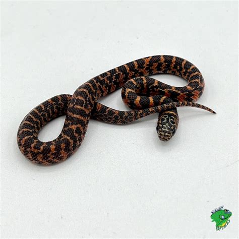Mosaic Florida King Snake Baby Strictly Reptiles