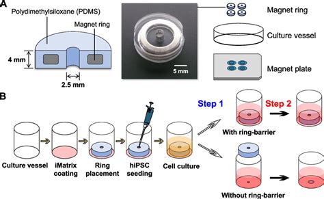 Establishment Of Ring Culture System And Experimental Design A Ring