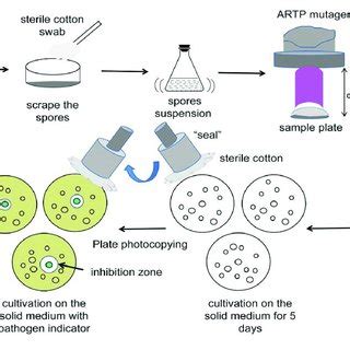 | Flow diagram of ARTP mutagenesis. | Download Scientific Diagram