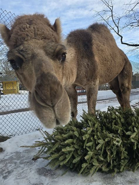 bailiwick animal park 9