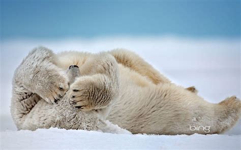 Animal Snow Wallpapers Top Free Animal Snow Backgrounds Wallpaperaccess