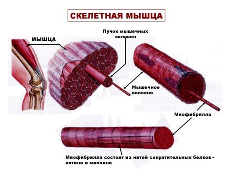 Скелетные мышцы - презентация онлайн