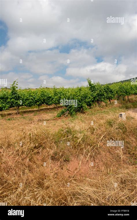 Camino De Santiago As It Passes Through Navarra Spain Stock Photo Alamy