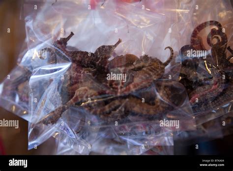 Dried Sea Horses Hi Res Stock Photography And Images Alamy