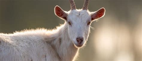 Saanen Goat A Z Animals