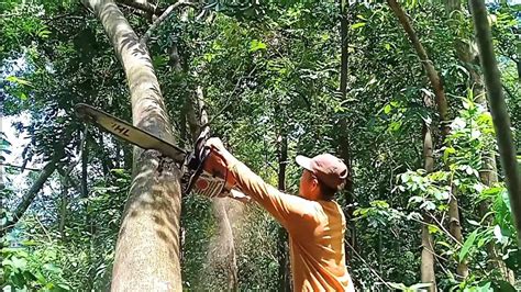 Eksekusi Sulit ‼️ Tebang Pohon Akasia Gergaji Serkel Rakitan Youtube