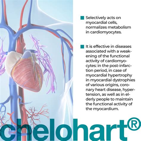 Chelohart - Cardiac Muscle Bioregulator, 60 capsules