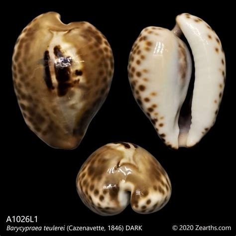 A L Barycypraea Teulerei Cazenavette Dark Zearth S