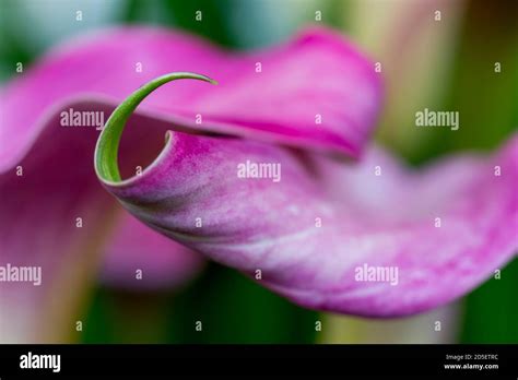 Close Up Of A Pink Zantedeschia Hybrid Calla Lily In A Garden In