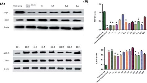 The Protein Expressions Of Aqp And Kim Were Determined Using