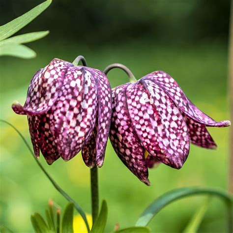 Fritillaria Checkered Lily Meleagris Easy To Grow Bulbs