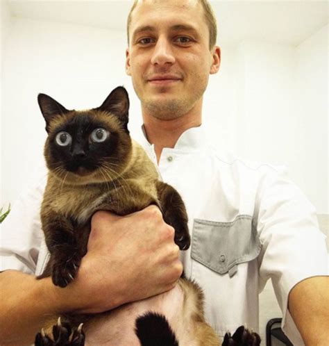 Котики на приеме у ветеринара | Пикабу