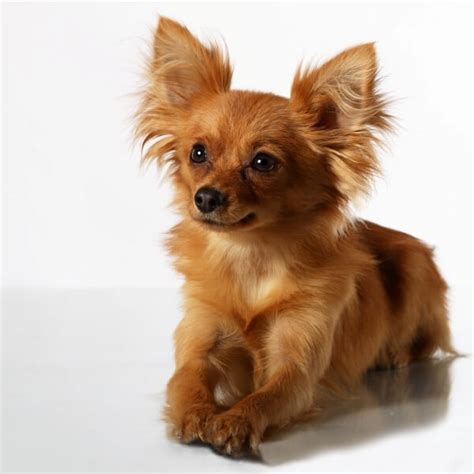 Той-терьер: описание породы, фото русского терьера гладко- и ...