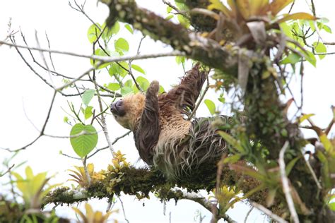 Sleeping Sloth Free Stock Photo - Public Domain Pictures