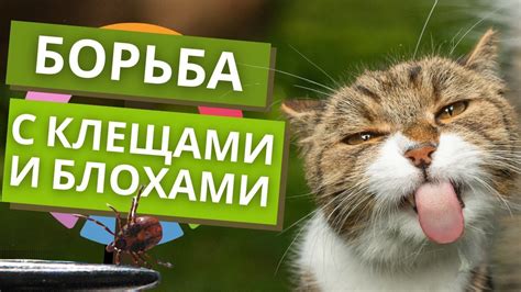 Как обработать домашнего питомца от блох и клещей - YouTube