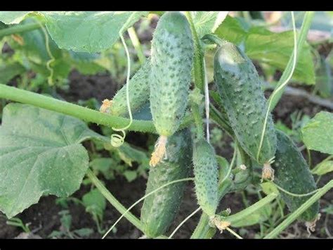 Многие дачники уделяют недостаточно внимания правильному формированию ...