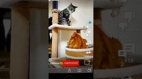 драка Котов - YouTube