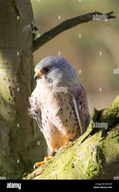 Kestral Flight Hi Res Stock Photography And Images Alamy