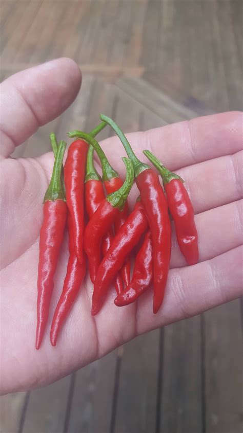 First Harvest Of My Dragon Cayenne Pepper Plant Gardening