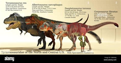 Size reference chart of various Tyrannosaurids from North & Central U.S Stock Photo - Alamy