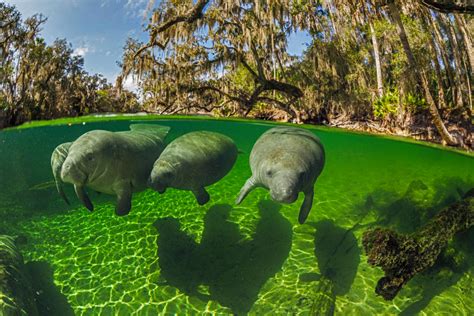 Meet manatees at Blue Spring State Park - Orlando on the Cheap