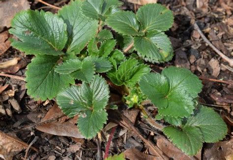 Growing Strawberries Tips And Tricks For Best Success