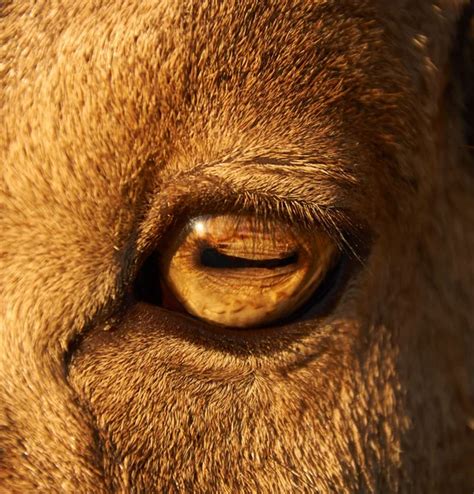 Deer eye close up | Deer eye close-up — Stock Photo © nejron #12473562