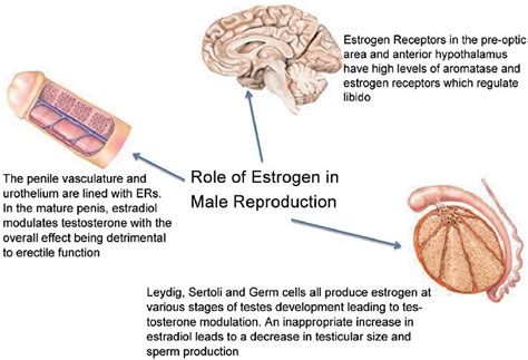 Estradiol function, normal estradiol levels, uses, test, dosage & side ...
