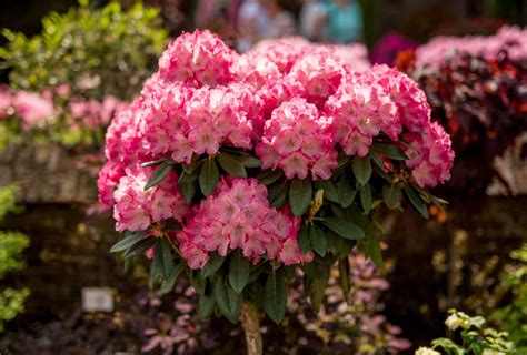 Декоративные кустарники для сада на даче +80 фото с названиями