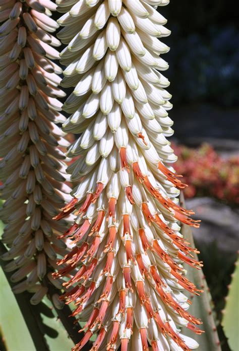Aloe Ferox The Ruth Bancroft Garden And Nursery