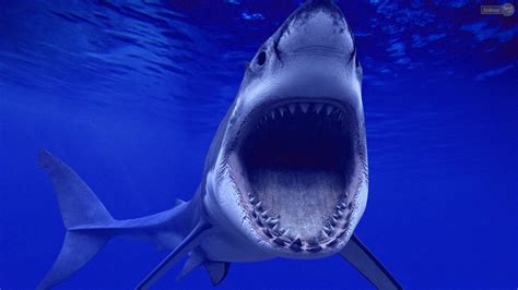 Free Great White Shark Wallpaper - WallpaperSafari