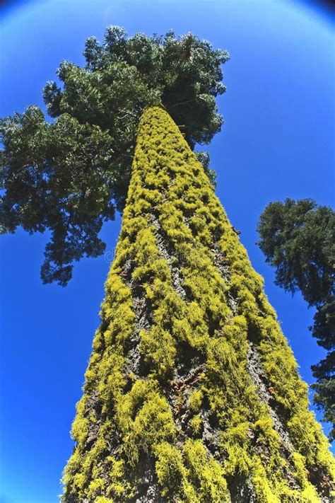 Lichen Covered Tree Stock Image Image Of California 12168369