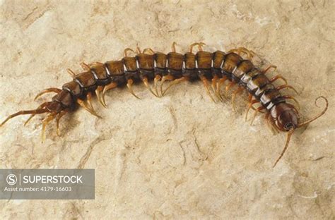 Centipede Scolopendra Sp St Martin Isl Caribbean Superstock