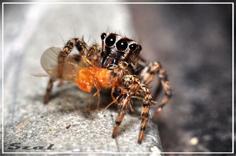 Spayder | Foto5zal | Flickr