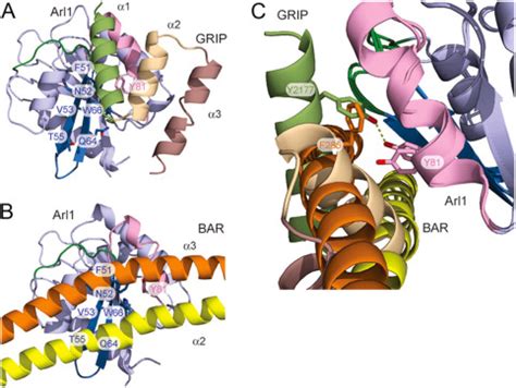 Structural Basis For Membrane Binding Specificity Of The Bin