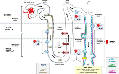 Collecting Tubule Kidney
