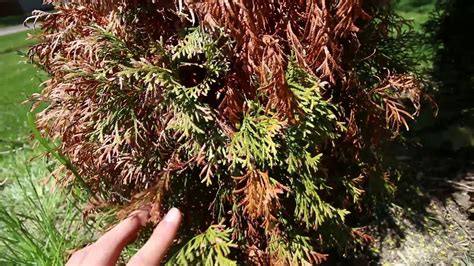 Troubleshooting A Dead Arborvitae In Our Living Fence And Fixing The Problem Youtube