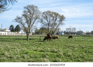 Hundred Cow Sex Royalty Free Images Stock Photos Pictures Shutterstock