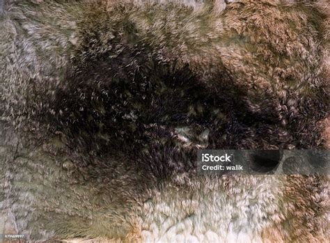 Hare Fur Texture Stock Photo Download Image Now Animal Animal Body