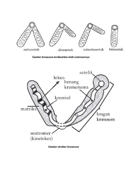 Gambar Kromosom Berdasarkan Letak Sentromernya Pdf