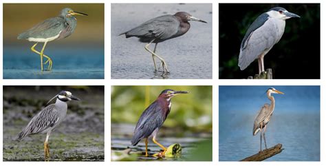 Heron Species Quiz - By phunbun