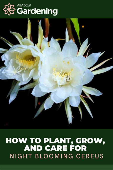 Night Blooming Flowers, Night Flowers, Garden Tips, Garden Ideas, Home ...