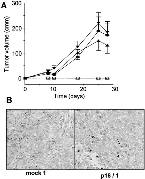 Tumorigenicity In Vivo A Nude Mice Were Subcutaneously Injected With