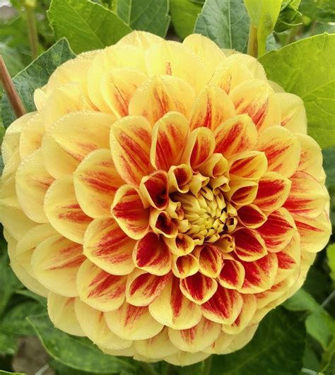 Dalia Dekoracyjna Cape Town Szt Flowersbulbs Cebulki Kwiatowe