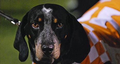 Tennessee Football: Dog Mascot Smokey Covered in Blanket (GIF)